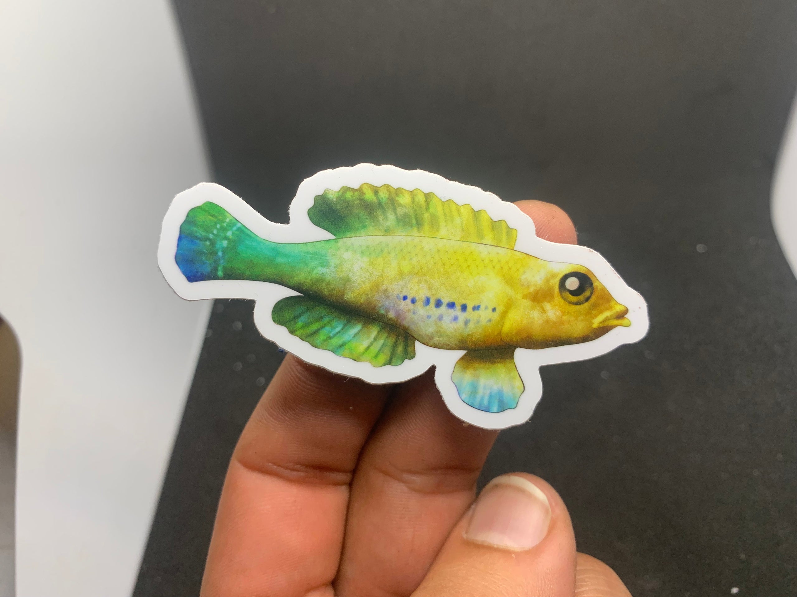 Durable Vinyl Fish Stickers | Wild Fish Tanks